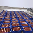 Automatic Tomato Processing Line For Paste Making 110V