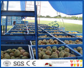 2TPH ~ 20TPH SUS304 Mango Processing Line With 2kg Cans Filling Machine